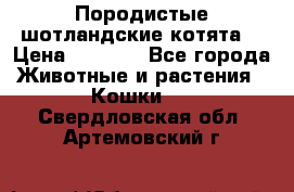 Породистые шотландские котята. › Цена ­ 5 000 - Все города Животные и растения » Кошки   . Свердловская обл.,Артемовский г.